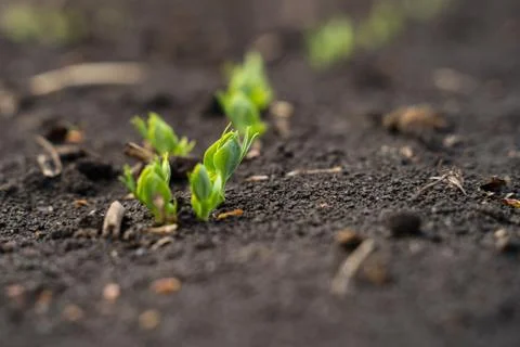 Rapeseed sprout exit from soil macro, new life Stock Photos