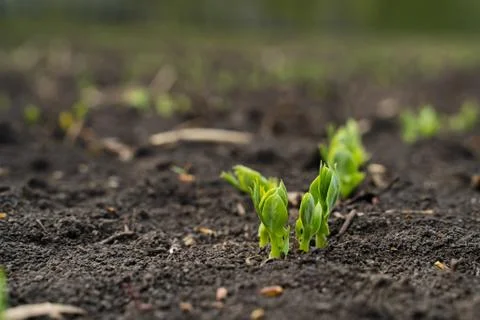 Rapeseed sprout exit from soil macro, new life Stock Photos
