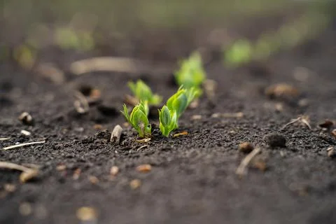 Rapeseed sprout exit from soil macro, new life Stock Photos