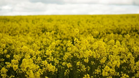 Rapeseed swaying in the wind Stock Footage 50423438