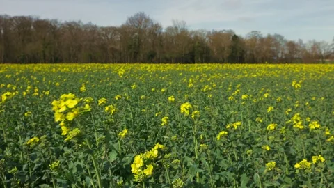 Rapeseed swaying in wind Video stock 74454071