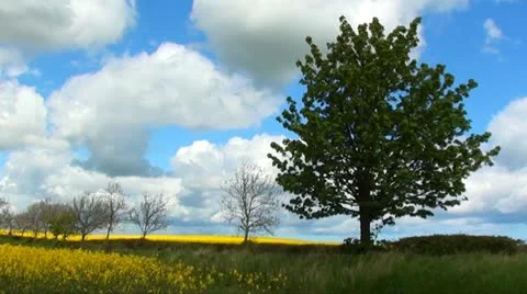 RAPESEED TIME LAPSE Stock Footage 11129957