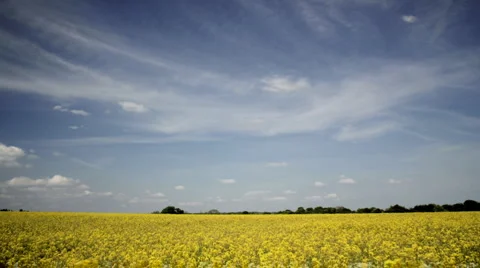 Rapeseed Timelapse Stock Footage 5089328