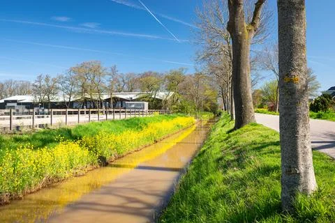 Rapeseed on the waterside in spring Stock Photos