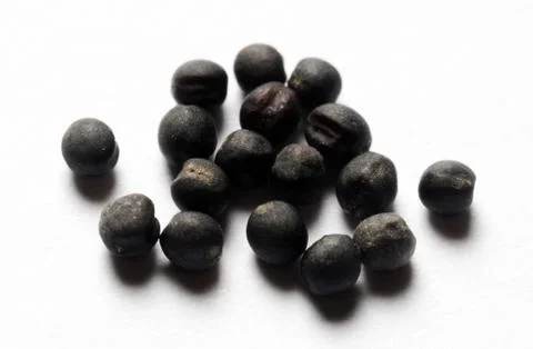 Rapeseed  on a white background Foto stock