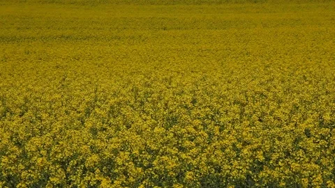 Rapeseed wide field Stock Footage 88417731