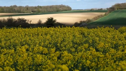 Rapeseed. wide. green fields in bg. pan right Stock Footage 88416636