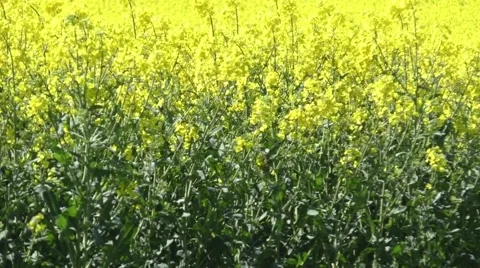 Rapeseed in the wind Stock Footage 49639957