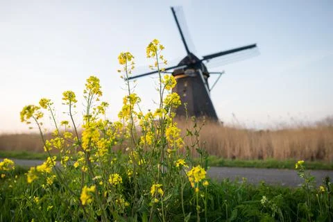 Rapeseed with Windmill Stock Photos