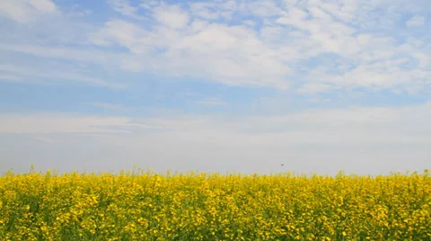 Rapeseed yellow flowers Stock-Footage 34026900