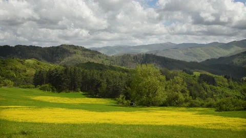 Rapeseed yellow flowers move in the wind Stock-Footage 154372313