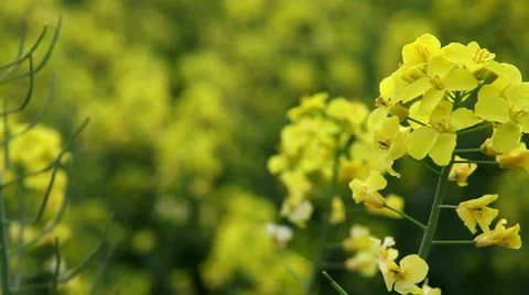 Rapeseed.mp4 Stock Footage 37605209