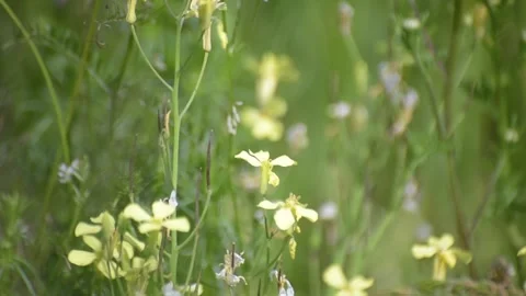 Raphanus raphanistrum in a wild field Stock Footage 241782838