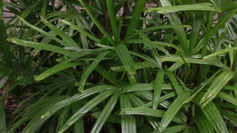 Raphis humilis Video stock 265926767