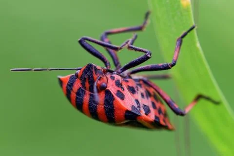 Raphosoma lineatum, Shield bug Stock Photos