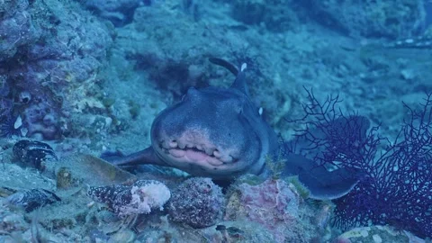 Rapid breathing horn shark head on Stock Footage 344985220