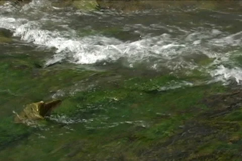 Rapid Carpathian river Stock Footage 5701157