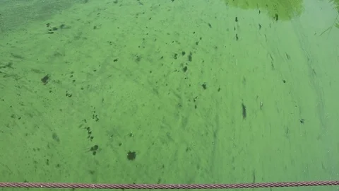 The rapid currentalgal bloom in the river water Video stock 70511045