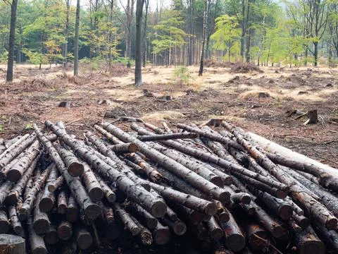 Rapid devastation of the young forest affected by beetle Stock Photos