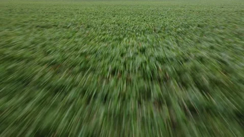 Rapid drone flight over the field. A green field. Stock Footage 233819302