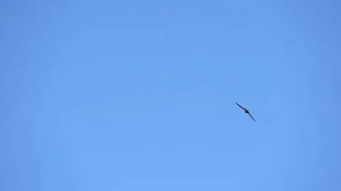 Rapid flight the Common swift also named as martlet or Apus apus in detail. Slow Stock Footage 156613502