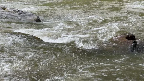 Rapid flow and whirlpools of a mountain river. The rapids of a mountain river Video stock 247405934