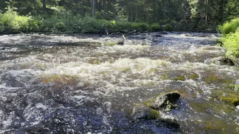 Rapid flow of a forest river. Shady forest landscape on a sunny summer day. Stock Footage 159055104