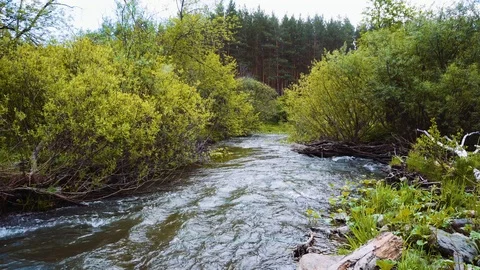 The rapid flow of a mountain river among small trees with green foliage. Stock Footage 111570180