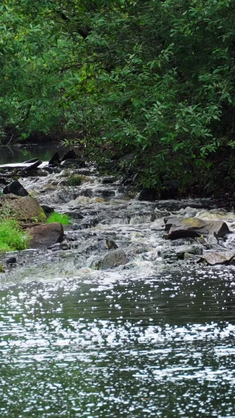 The rapid flow of a mountain river flowing in a wooded area. Stock Footage 292600886