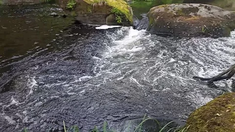 Rapid flow of the river among the mountain forest on a summer day Stock Footage 236256661