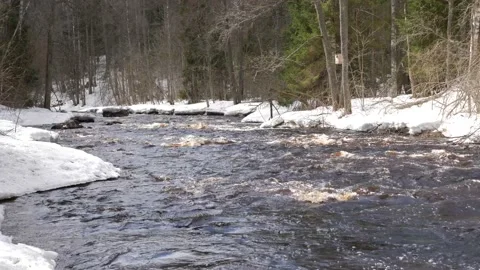 The rapid flow of the river in spring in background of snow and forest. Spring Stock Footage 205942555