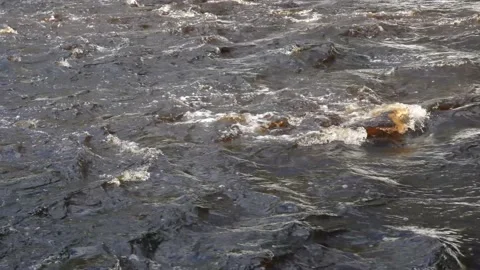 The rapid flow of the river in spring. Clouse-up of spring flood. Stock Footage 205943029