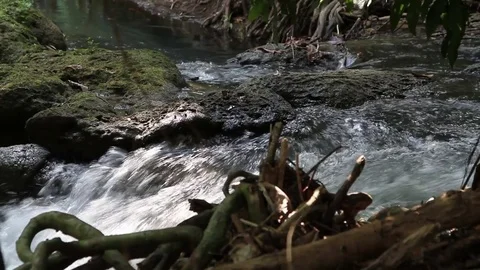 Rapid flow of water flows through the forest Stock Footage 77533706