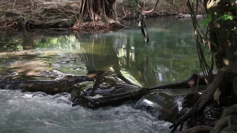 Rapid flow of water flows through the forest Stock Footage 77533812