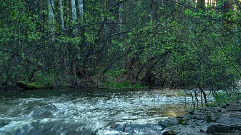 The rapid flow of water in a forest river. The inflow of fresh water. Stock Footage 308853109