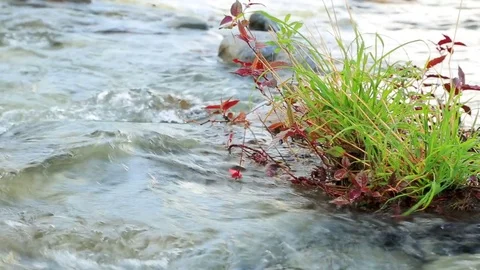 Rapid flow of water on the mountain river. Stock Footage 79206457