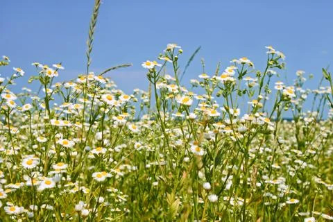 Rapid flowering of eastern daisy fleabane plants Foto stock