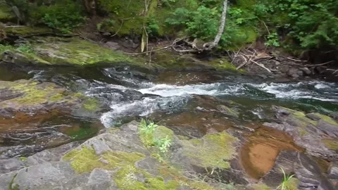 Rapid Flowing River Through Lush Forest Vidéo 348528041