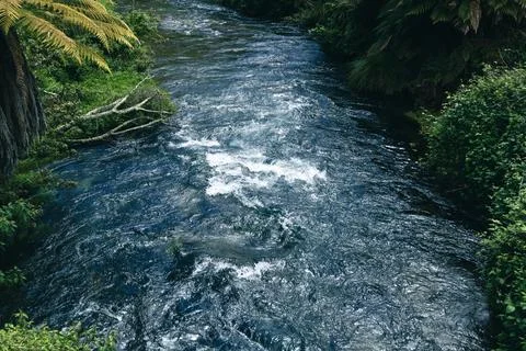 Rapid Forest River Current Among Lush Vegetation Foto stock