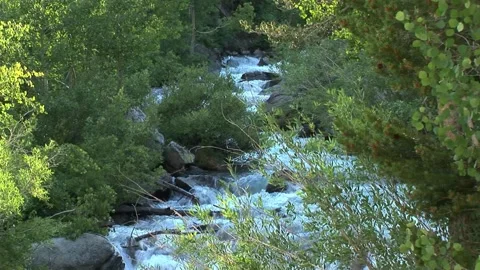 Rapid Forest Stream Stock Footage 161395460