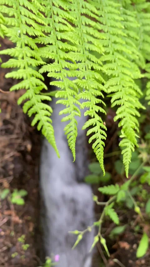 Rapid forest stream seen through ferns in lush woodland 動画素材 310935789
