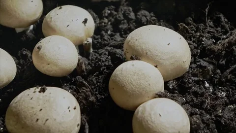 Rapid growth of champignons , 4K time-lapse Stock Footage 75060372
