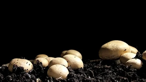 Rapid growth of champignons , 4K time-lapse Stock Footage 75061145