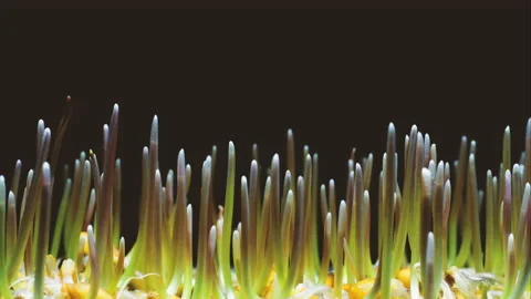 Rapid growth of young thin shoots from seeds Stock Footage 166316808