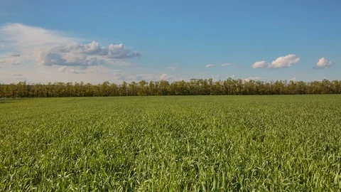 Rapid movement of clouds in the spring over wheat fields in the steppes Stock Footage 76200722