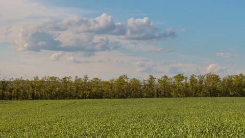 Rapid movement of clouds in the spring over wheat fields in the steppes Stock Footage 76200757