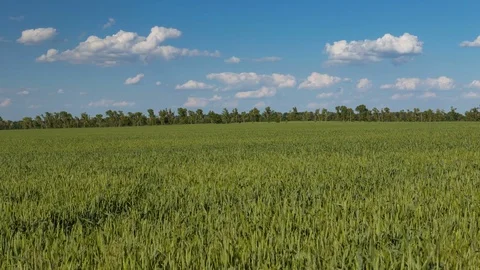 Rapid movement of clouds in the spring over wheat fields in the steppes Stock Footage 76200859