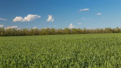 Rapid movement of clouds in the spring over wheat fields in the steppes Stock Footage 76201048