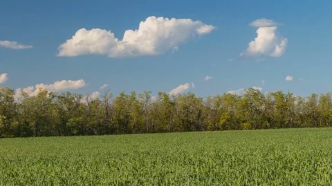 Rapid movement of clouds in the spring over wheat fields in the steppes Stock Footage 76201077