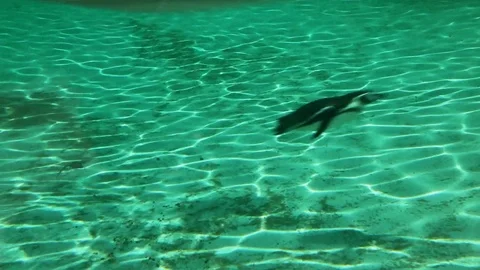 The rapid movement of the penguins Stock Footage 75038206